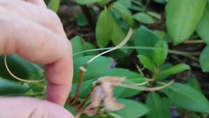 Уход за РОДОДЕНДРОНОМ после ЦВЕТЕНИЯ!