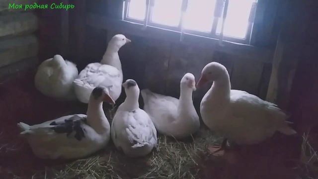 И у нас началась зима. Гуси в шалаше бодрячком стоят, не грустят. смотреть онлайн