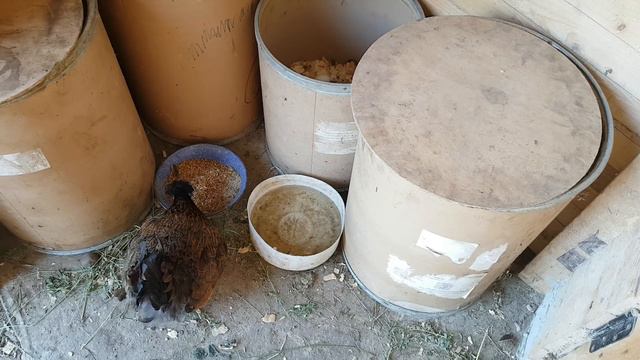 ШОК!!! Диктофон положил под курицу, и что же я там услышал??? смотреть онлайн