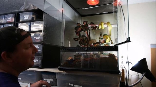 Live feeding a green tree python. Love this crazy little girl!! смотреть онлайн