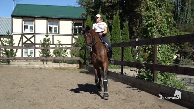 Как делать волть (круг) на лошади?  Выездка смотреть онлайн