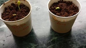 Albizia Julibrissin bonsai | Bonsai from seed | Day 1 | RESTART !!