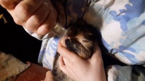 ?Вирус заболевание кошек//Заболели Все Кошки//Чем лечить кошек