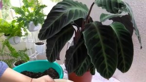 #Мои_комнатные_растения_2021 // Срочная пересадка комнатных растений