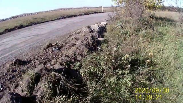 Как нужно сажать кедровые орешки