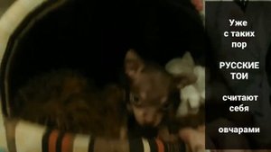 Будни собаки / РУССКИЙ ТОЙ ТЕРЬЕР МИНИ. Полтора месяца