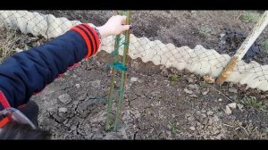 ГОРТЕНЗИЯ НА ШТАМБЕ. ПРОДОЛЖЕНИЕ. КАК ПЕРЕЗИМОВАЛА, ОБРЕЗКА.