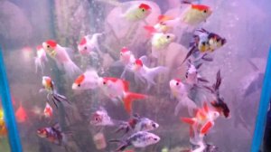 Птичий рынок. г. Ставрополь 2018