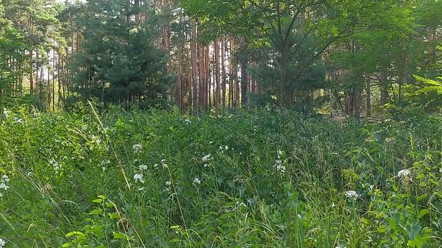 Как выглядит мыльнянка, мыльный корень, бобовник... (Ядовитое! Лечебные свойства)