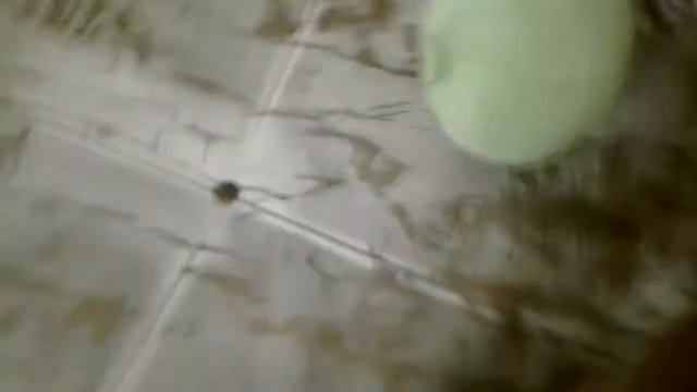 Angry birds seasons moon festival parte 1 смотреть онлайн