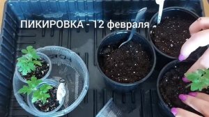 Пикируем томат "Балконное Чудо золотое". Рассаде 28 дней.