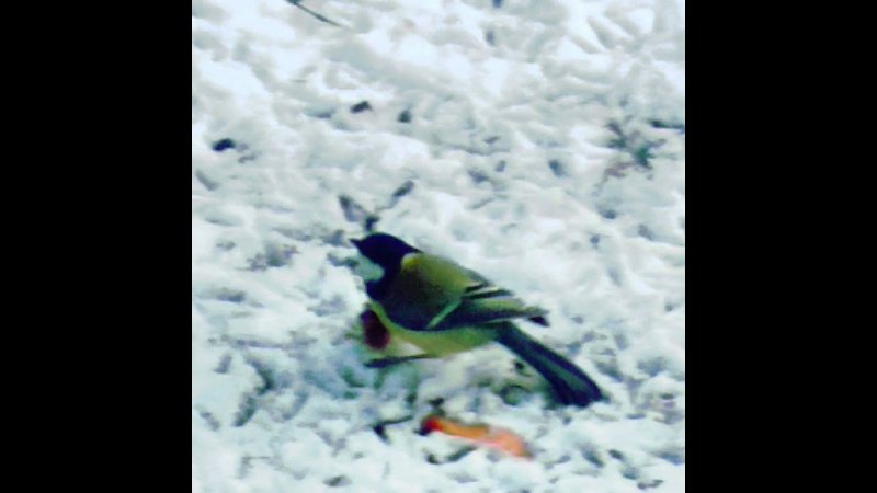 хлопоты Синички