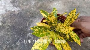 How To Propagate / Grow Gold Dust Croton From Stem Cuttings / Results Included