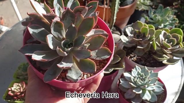 PERLE VON NURNBERG/ECHEVERIA HERA/ECHEVERIA BLUE BIRD/ONE MONTH PROGRESS/KENINGAU смотреть онлайн