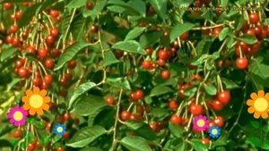 Вишня обыкновенная Апухтинская. Краткий обзор, описание характеристик prunus cerasus Apukhtinskaya