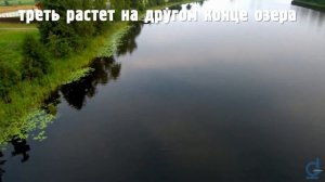 Водяной орех - чилим // Научный видеоблог #подстеклом