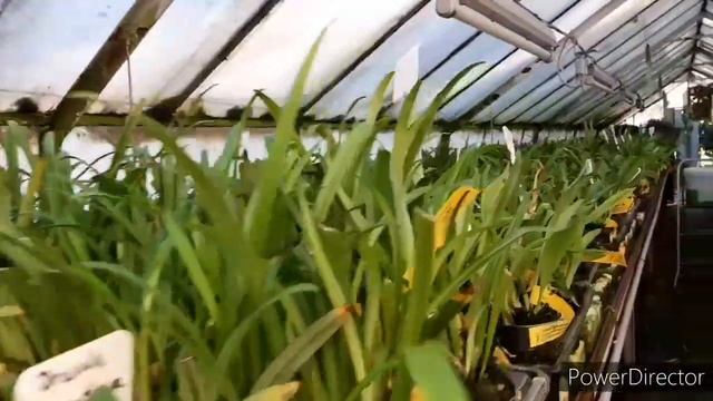 Орхидеи холодного содержания в теплице LUCKE. Продолжение, часть III смотреть онлайн