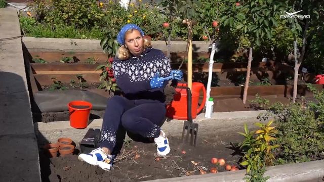 Сажаем смородину и яблоню. Дачные сезоны смотреть онлайн