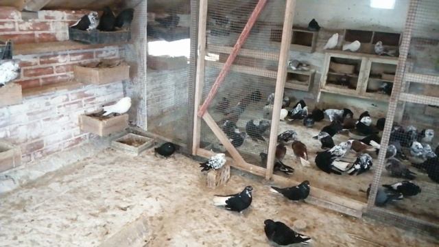 4.ч. Серпастые голуби. В Гостях. У. Шафоростова. А. ( Бизон ). п. Целина. Ростовская обл. 6.02.2022 смотреть онлайн