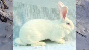 Кролик Белый Великан - кратко о породе.