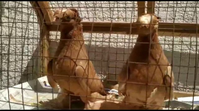 ХОРОШИЕ РАЗНЫЕ МАСТИ. Узбекские двухчубые голуби. Tauben. Pigeons смотреть онлайн