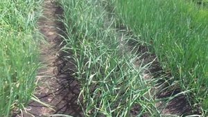 Как правильно ухаживать за однолетним и зимним чесноком, чтобы получить высокие урожаи.