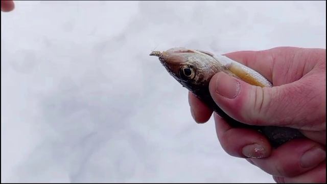 Рыбалка хариус