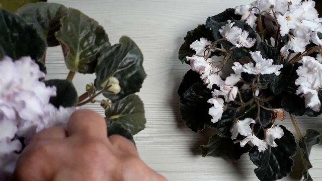 Куда поставить фиалки? Везде есть свои ПЛЮСЫ!!! смотреть онлайн