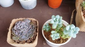 What is the best time of year to plant succulents?