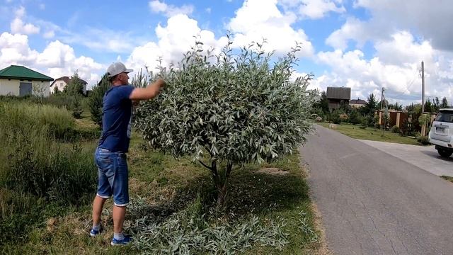 Красивое дерево из обычной ивы своими руками. Декоративная ива. Растение ландшафтный дизайн.
