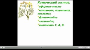 Фенхель Полезные свойства