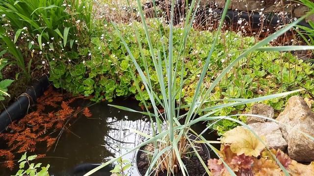 Сад Девятой реальности?Горноколосник?Седум такесимский Атлантис?Дикая орхидея?Хакуро Нишики и др. смотреть онлайн