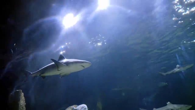 10 Dangerous Animals You Should Run Away From смотреть онлайн