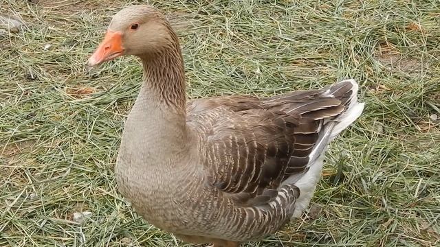 Nikon coolpix L820 zoom test starring goose Very Good Camera смотреть онлайн