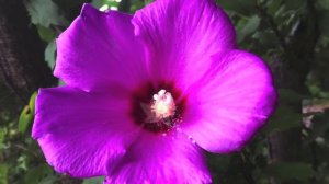Rose of Sharon