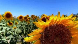 Рушель Блаво — Музыка любви, исцеляющая сила