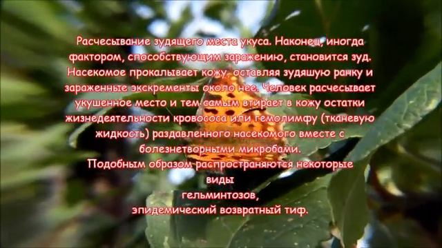 Насекомые - переносчики заболеваний