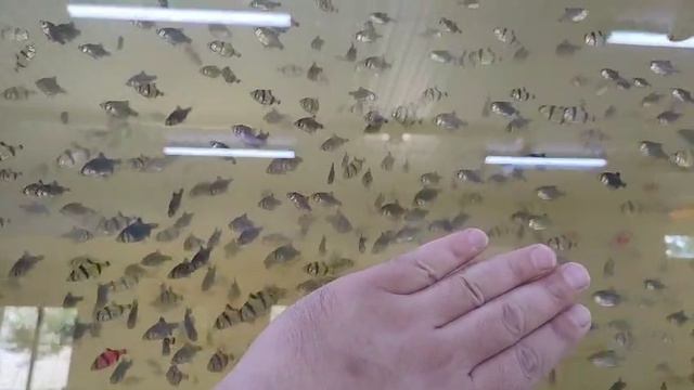 аквариумные рыбки