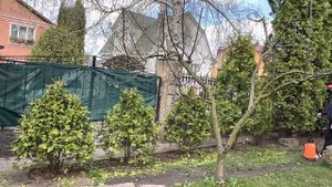 Первая стрижка молодых туй Брабант и  обработка по хвое , подкормка флоксов и чем спасаю коники