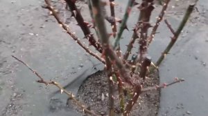 Розы не укрыты !? Опыт или беспечность ?