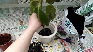 Колерия. Пересадка.