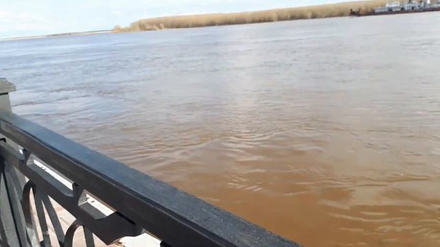 Кошка на прогулке по набережной Иртыша