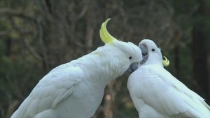 Два белых попугая