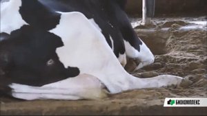 Переработка навоза в компост биореактором HBC