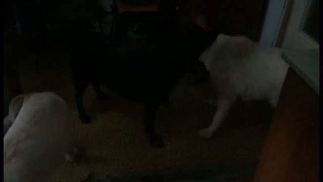 Жизнь лабрадора! BEST cube labrador life part 2 смотреть онлайн