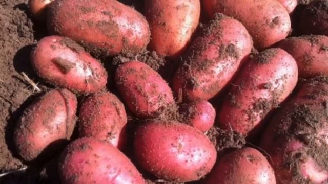 Какую картошку сажать будем? смотреть онлайн