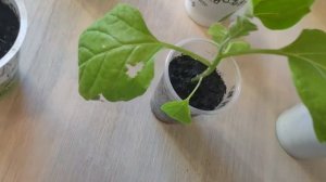 Богатый Урожай БАКЛАЖАНОВ! От посева до сбора урожая! Баклажаны от А до Я