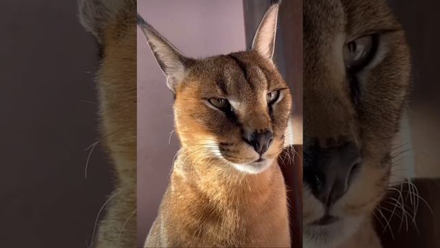 Caracal Marx chirping