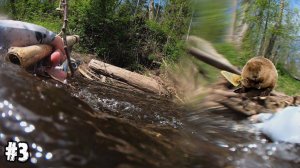 Угодил в бобровую нору. Трудовой голавль мая.