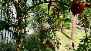 Сказочный цветок превращается в гранат.?